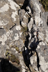 Drosanthemum stokoei