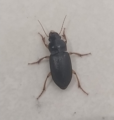 Harpalus griseus