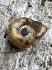 Planorbella campanulata