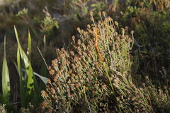 Seriphium cinereum