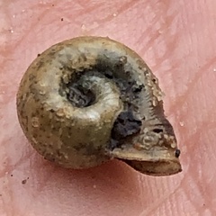 Planorbella campanulata