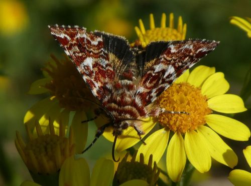 Beautiful Yellow Underwing, 6877 Deelen, Nederland, photo 9 of 10