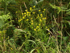 Sisymbrium austriacum
