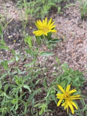 Heterotheca resinolens