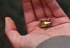 Chrysina resplendens