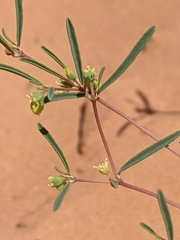 Euphorbia parryi