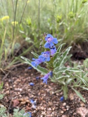 Penstemon glaber alpinus
