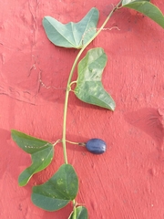 Passiflora bicornis