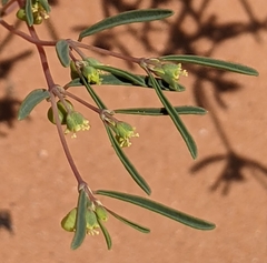 Euphorbia parryi