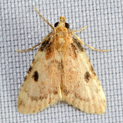 Aglossa costiferalis