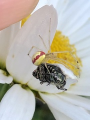 Enoplognatha ovata