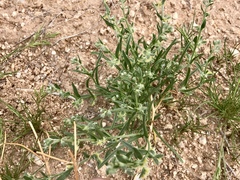 Pectocarya platycarpa