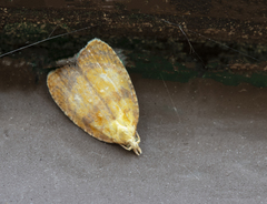 Acleris curvalana