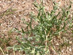 Pectocarya platycarpa