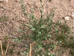Pectocarya platycarpa