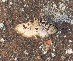 Palpita arsaltealis