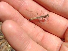 Geomantis larvoides