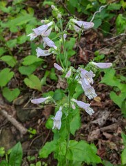 Penstemon canescens