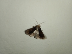 Aedia