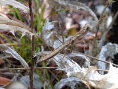 Geomantis larvoides