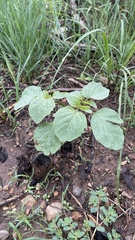Physalis neomexicana