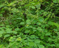 Thalictrum coriaceum
