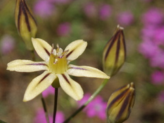 Triteleia ixioides anilina
