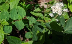 Spiraea corymbosa