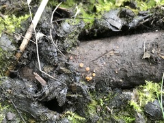 Orbilia luteorubella