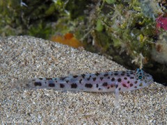 Thorogobius ephippiatus