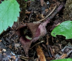 Asarum canadense