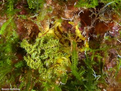 Elysia manriquei
