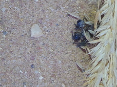 Messor barbarus