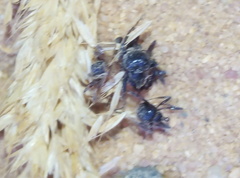 Messor barbarus