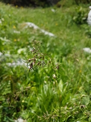 Poa alpina vivipara