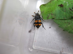 Nicrophorus interruptus