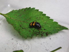 Nicrophorus interruptus