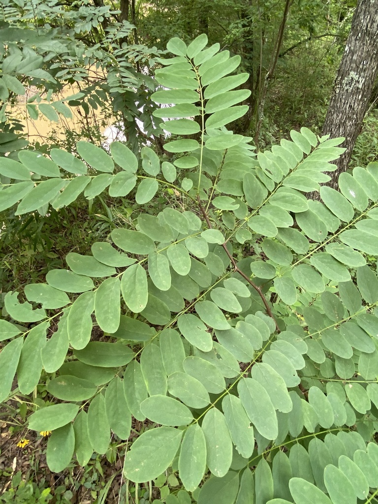 black locust from Emelle, AL, US on July 3, 2021 at 01:57 PM by ...