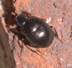 Pseudocanthon perplexus