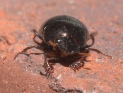 Pseudocanthon perplexus