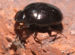 Pseudocanthon perplexus