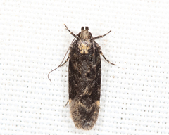 Chionodes thoraceochrella