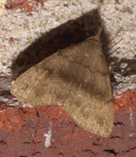 Dark Phalaenostola Moth photo 2