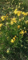 Senecio pyrenaicus