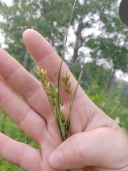Cyperus schweinitzii