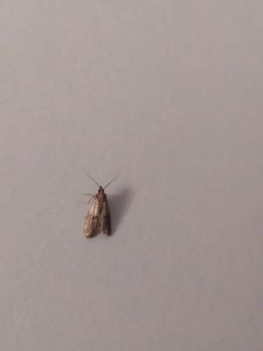 Plodia interpunctella