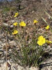 Xyris juncea