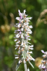 Stachys germanica