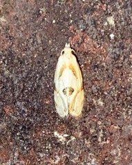 Aethes angustana
