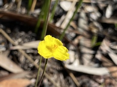 Xyris juncea